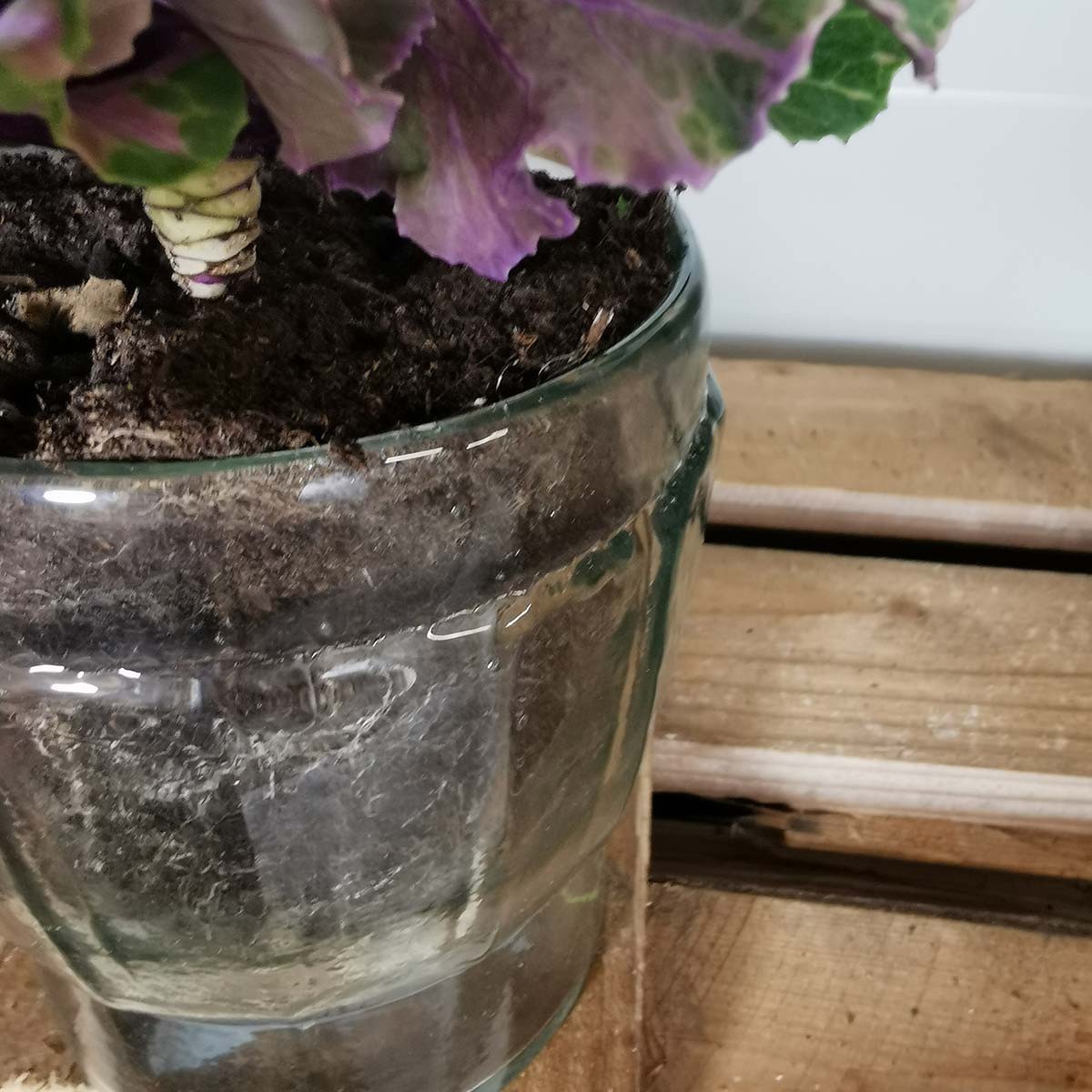 Composition Pot de fleurs en verre transparent
